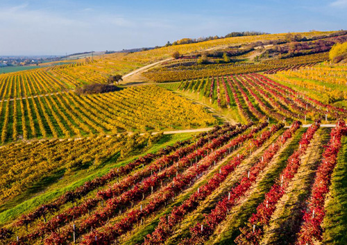 Vinice a výroba vína